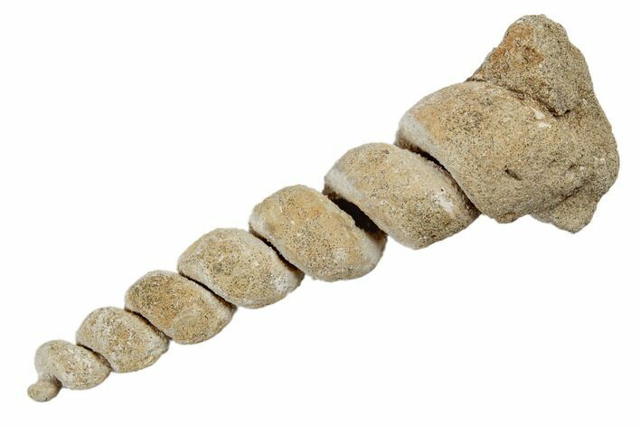 Paleocene Turritella Fossil - Maryland #189130